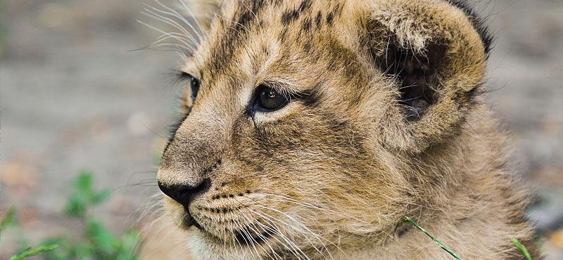 Schoenbrunn Zoo